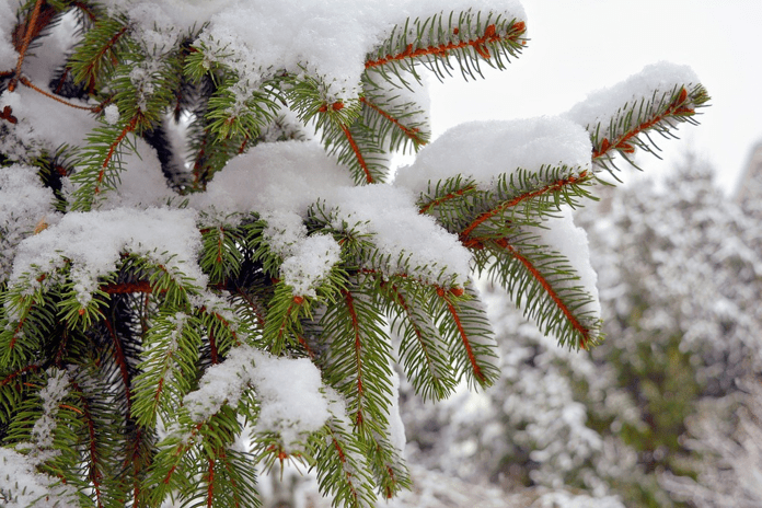 evergreen tree with snow on it